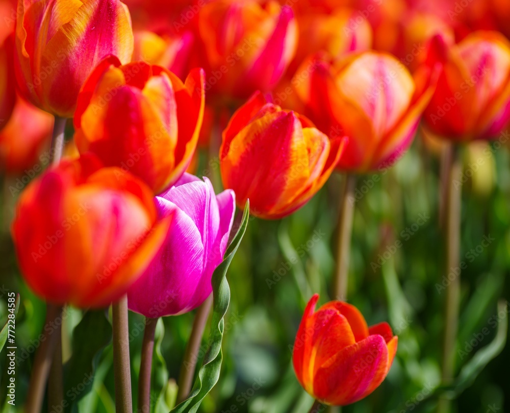 Vibrant array of bright tulips blooming in a lush field on a sunny day