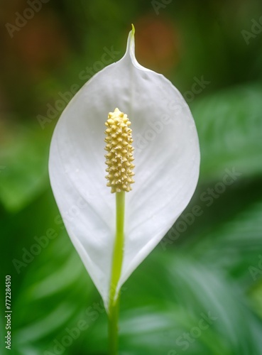 Vibrant white Peace lily flower with bright yellow stamen in the center