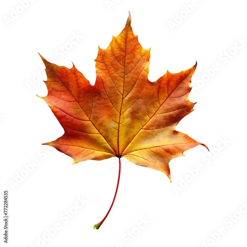 orange leaf in autumn isolated on transparent background