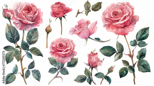 Watercolor rose clipart in various colors and angles photo
