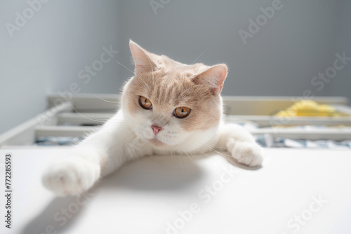 Cute indoor cat reaching paw 