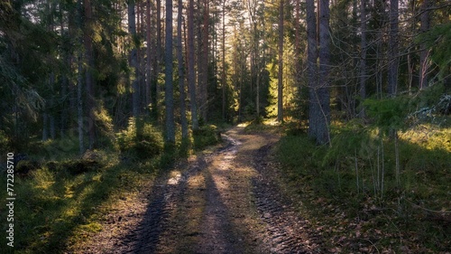 Scenic path winding through a forest in sunlight