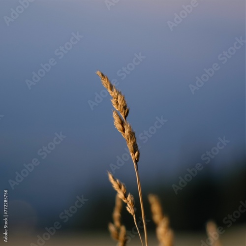Close-up view of a Moll Stauden Calamagrostis in front of a blurry background