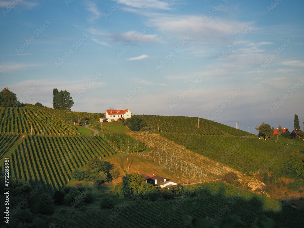 Scenic view of  a lush vineyard on hills on a sunny day in Glanz, Austria
