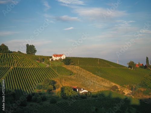Scenic view of  a lush vineyard on hills on a sunny day in Glanz  Austria