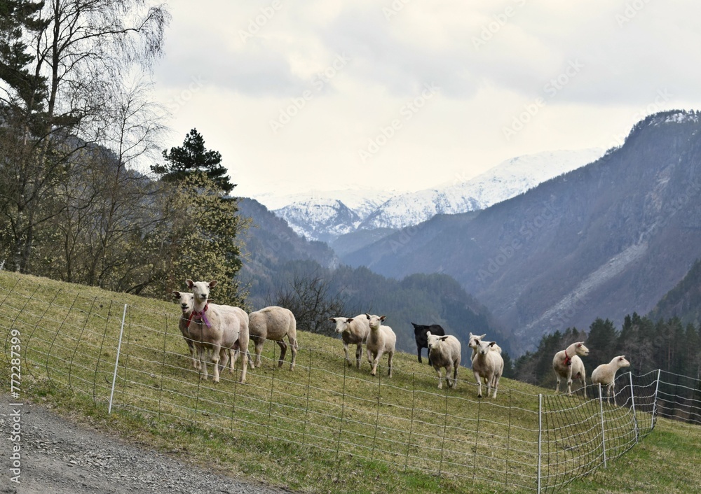 White sheepies standing in a lush green field White sheepies standing in a lush green field