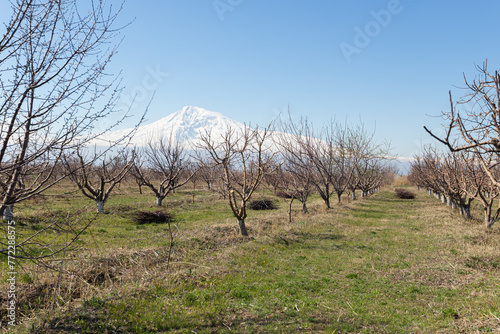 Blooming trees in the spring time on the mountain background