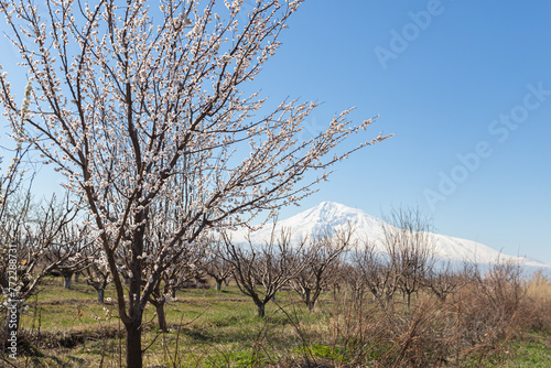 Blooming trees in the spring time on the mountain background