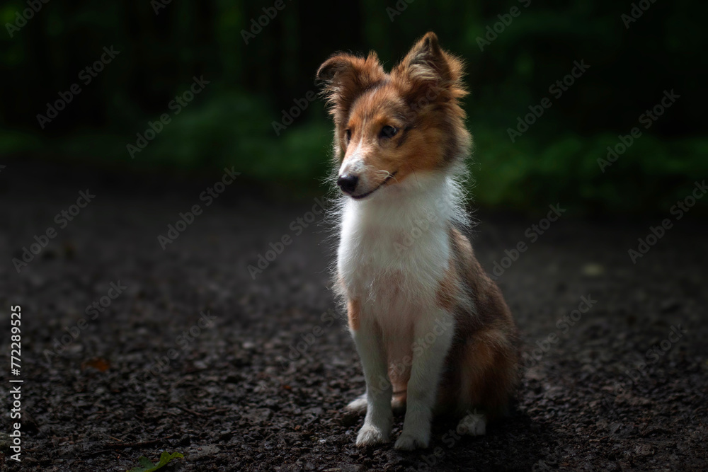Adorable puppy of shetland sheepdog also known as sheltie.
Adorable puppy of shetland sheepdog also known as sheltie.