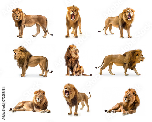 Collection of adult lion Isolated on white background.