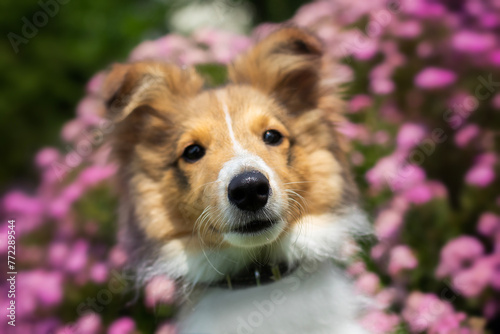 Adorable puppy of shetland sheepdog also known as sheltie. 