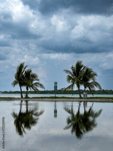 three trees on the shore with a reflection in a large puddle