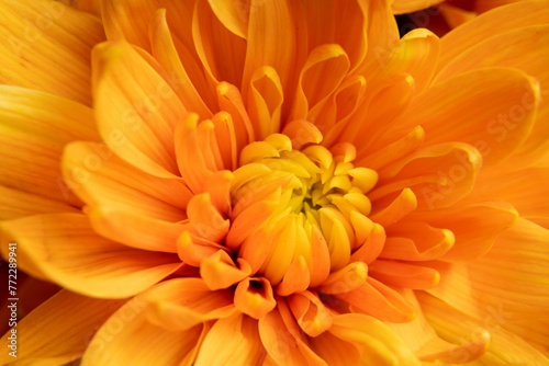 Closeup of a beautiful flower with glistening water droplets scattered across its petals