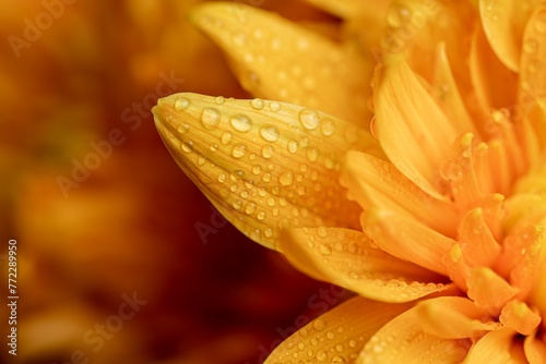 Closeup of a beautiful flower with glistening water droplets scattered across its petals