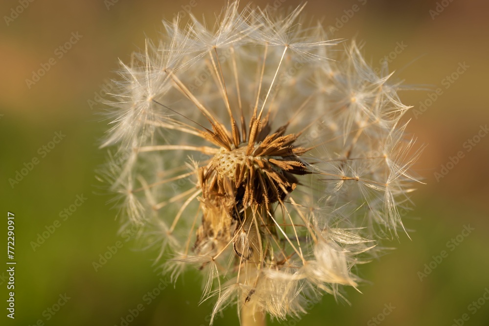 Closeup shot of details on a fluffy dandelion with some seeds missing Closeup shot of details on a fluffy dandelion with some seeds missing