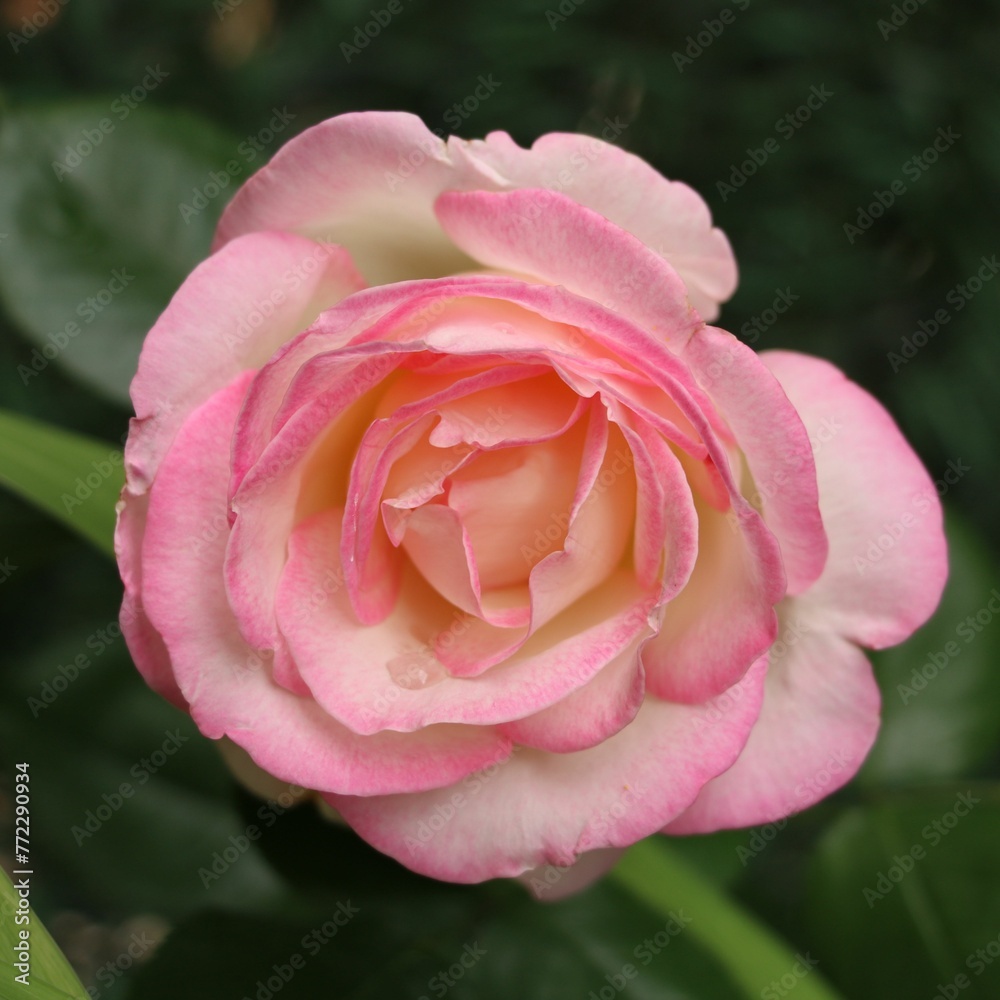 Closeup shot of a stunning blooming pink rose Closeup shot of a stunning blooming pink rose
