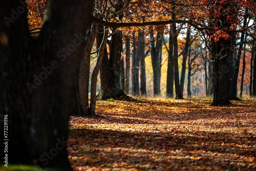 Scenic autumn landscape with vibrant leaves blanketing the ground