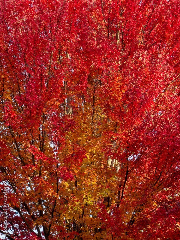 Vibrant autumn maple tree, bursting with a spectrum of colorful autumn foliage. Vibrant autumn maple tree, bursting with a spectrum of colorful autumn foliage.