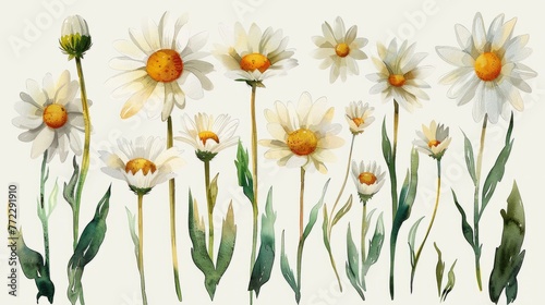 Watercolor daisy clipart with white petals and yellow centers