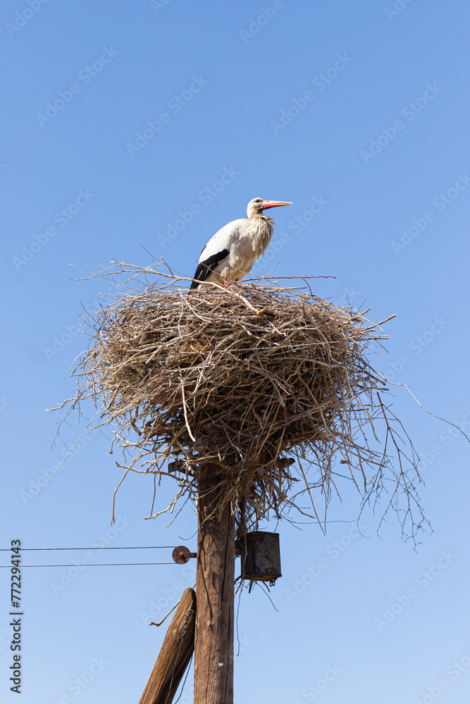 Fototapeta premium Stork in a nest against clear blue sky background