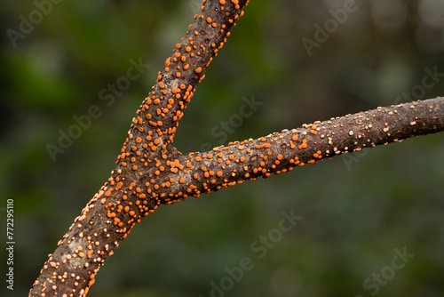 Coral spot fungus on branch