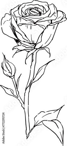 Black rose line illustration. Vintage feel.