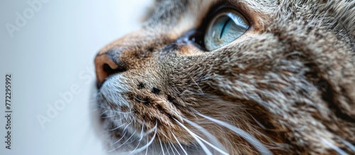 A detailed view of a domestic shorthaired cats face with a blurred background.