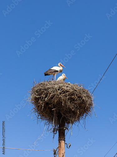 A pair of storks in a nest against clear blue sky background