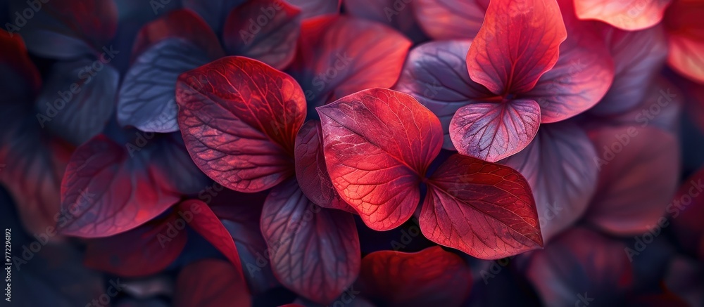 Detailed view of a cluster of vivid red flowers with green stems against a dark background. Detailed view of a cluster of vivid red flowers with green stems against a dark background.