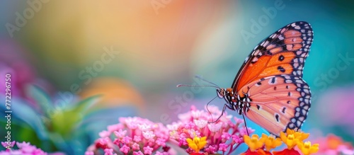 A detailed close-up of a butterfly perched gracefully on vibrant flower petals.