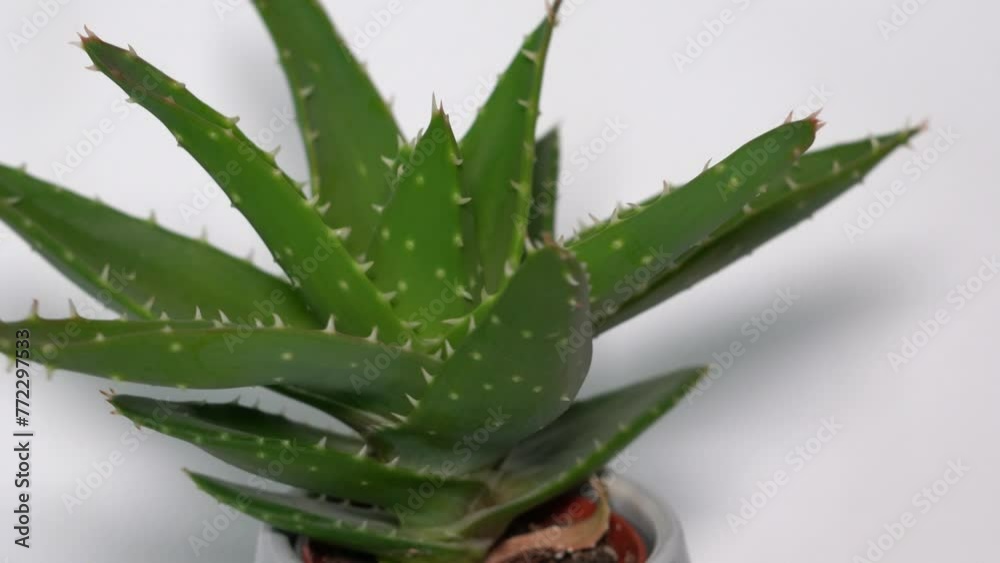 Closeup of a tiger-tooth Aloe in a plant pot on a rotating table on white background