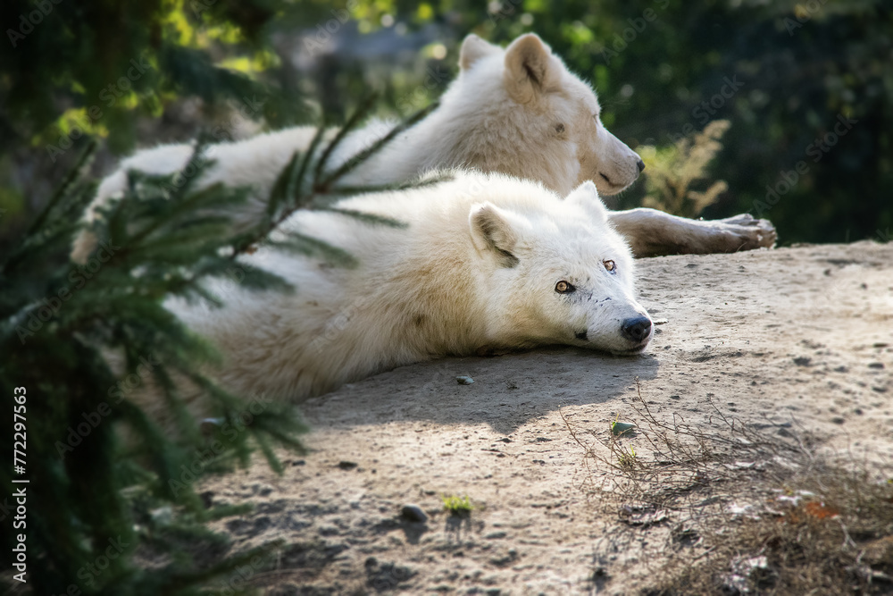 Portrait of beuatiful white arctic wolf also known as Canis lupus arctos. Portrait of beuatiful white arctic wolf also known as Canis lupus arctos.