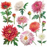 Clip art illustration with various types of chrysanthemums on a white background.