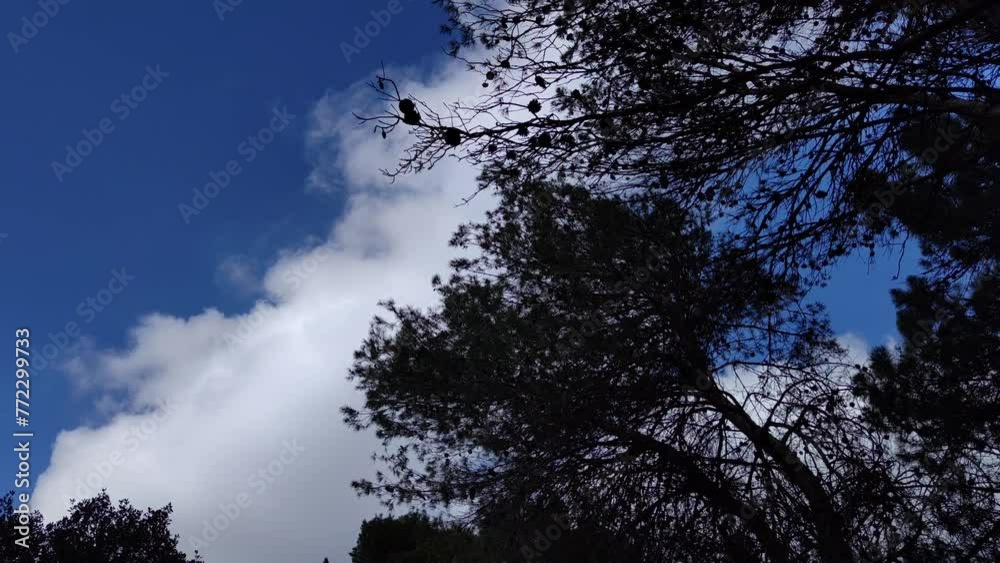 Dark trees while a large cumulus cloud moves in the sky Dark trees while a large cumulus cloud moves in the sky