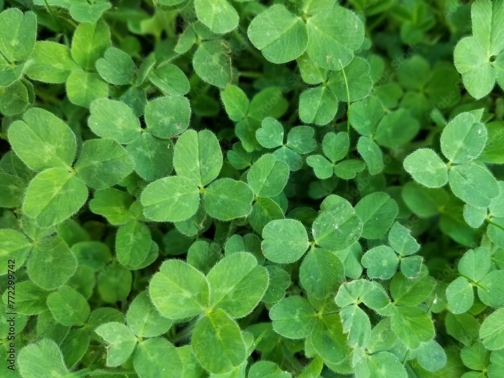 Green three leaf clover close up Green three leaf clover close up