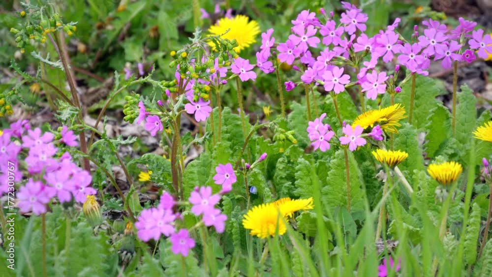 春の草花 サクラソウとタンポポ パンニング 春の草花 サクラソウとタンポポ パンニング