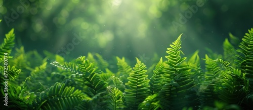 Detailed view of lush green fern leaves in a forest setting.