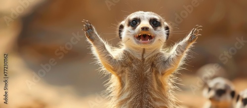 A small meerkat joyfully jumps up in the air while standing on its hind legs. photo