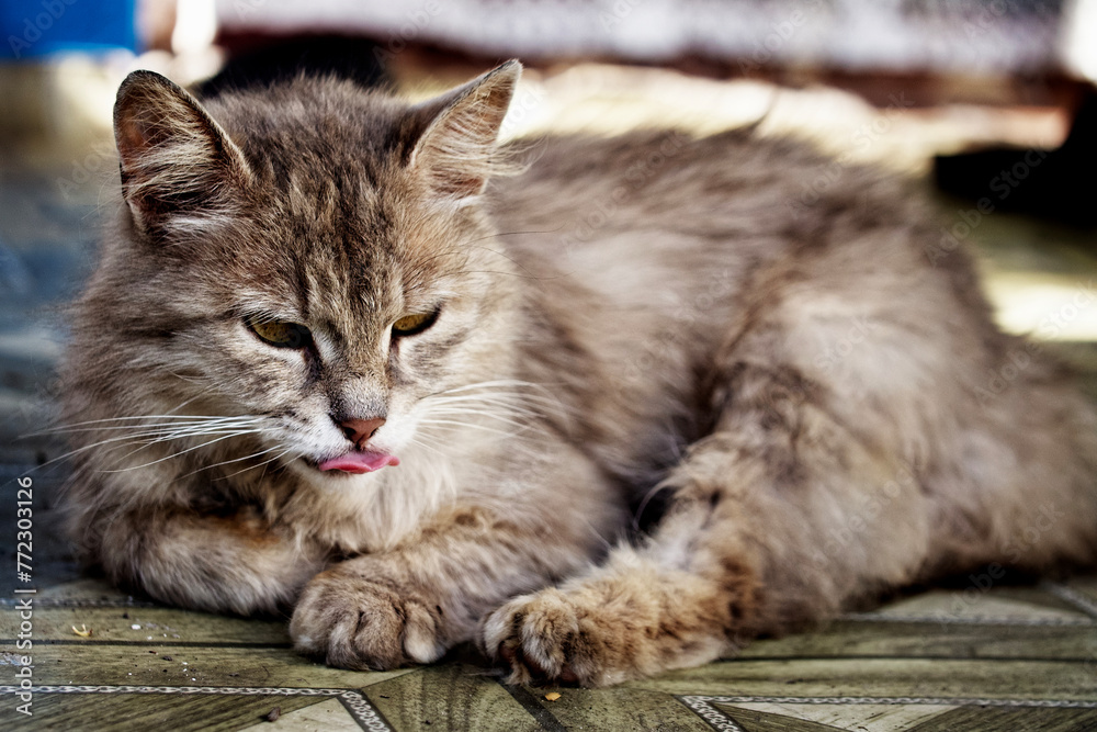 The sunlight adds warmth to the scene, enhancing the cat’s fur color.