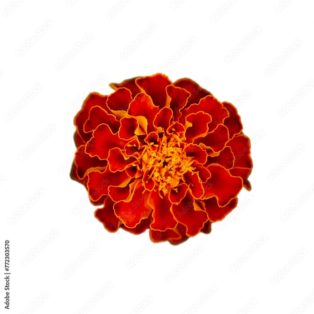 A vivid marigold flower with rich orange and red petals, centered against a white background, creating a lively mood. A vivid marigold flower with rich orange and red petals, centered against a white background, creating a lively mood.