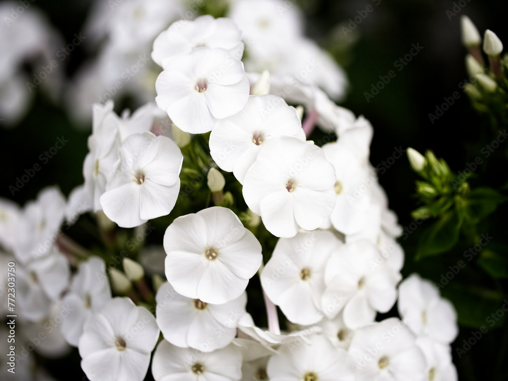 A cluster of pristine white flowers with delicate petals and prominent centers, surrounded by dark green foliage. A cluster of pristine white flowers with delicate petals and prominent centers, surrounded by dark green foliage.