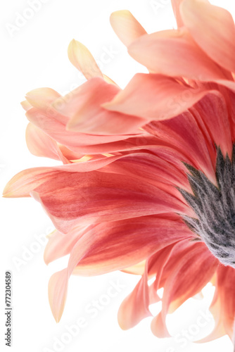 pink gerbera daisy © powerstock