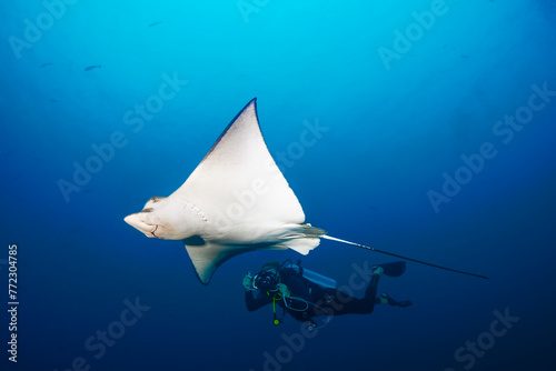 Eagle Ray with diver / Maldives