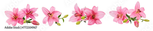 Pink lily flowers cut-out