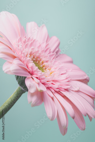 pink gerbera daisy © powerstock