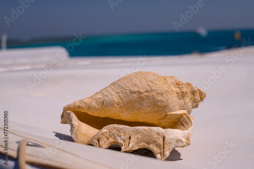 seashell on the beach