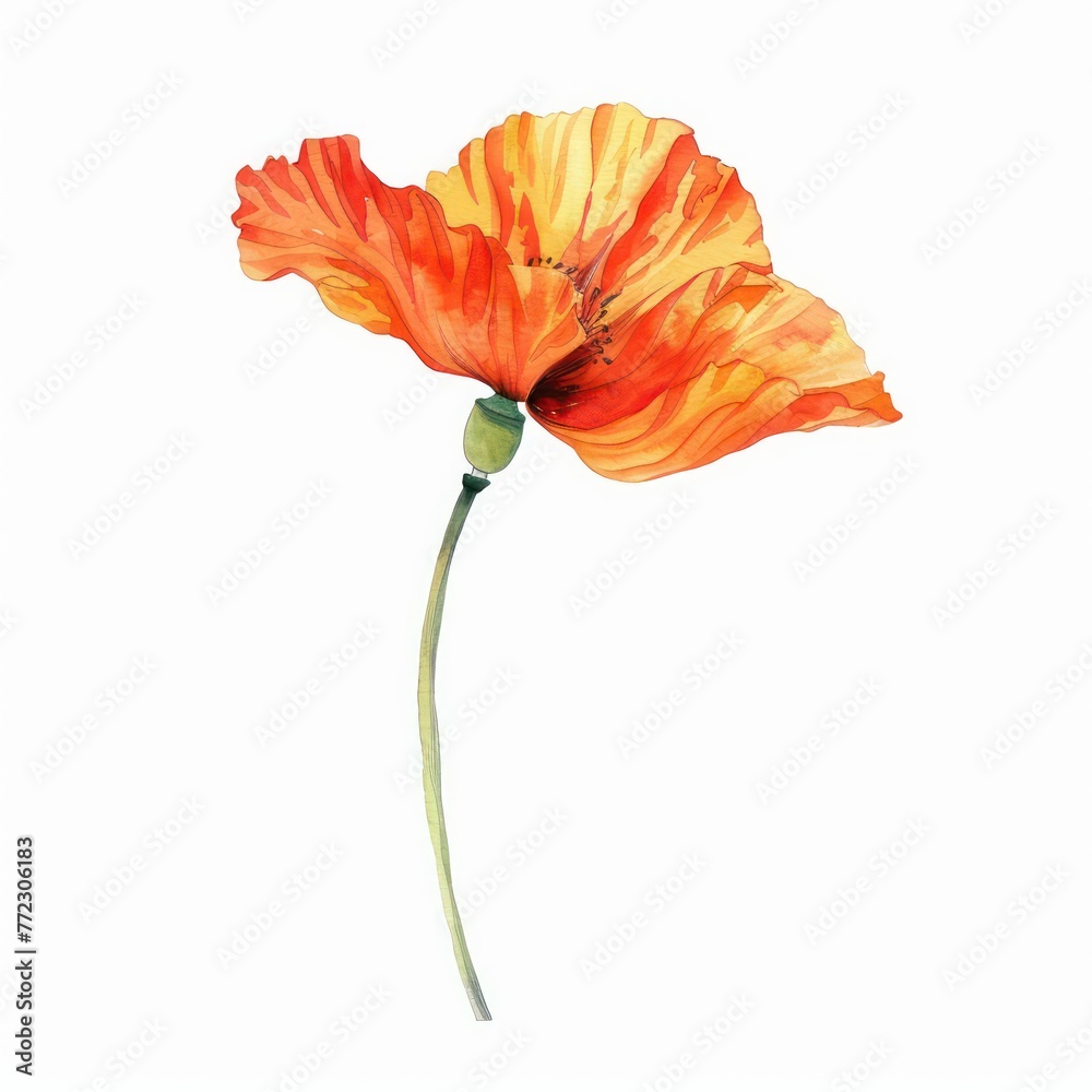 Watercolor clipart of a vibrant poppy a single stem with petals unfurling Watercolor clipart of a vibrant poppy a single stem with petals unfurling