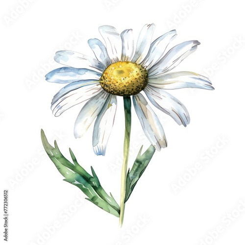 Serene watercolor clipart of a single chamomile a symbol of calm