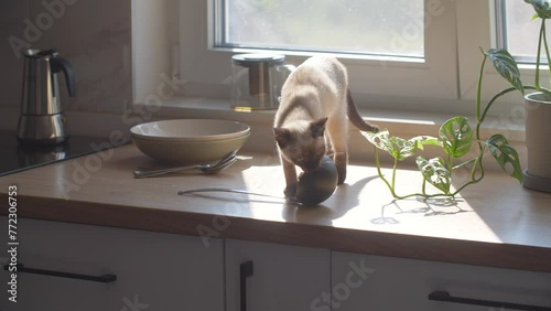 Living with pets concept. Cute siamese cat walk on the kitchen table at home.