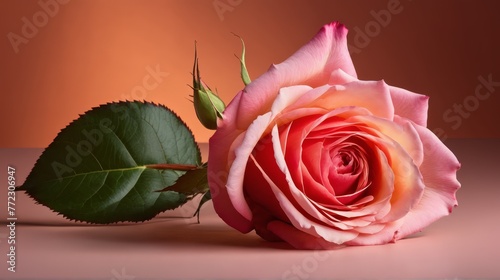   A solitary pink rose with a verdant leaf against a brown and pink backdrop  shadow of rose casts leftward